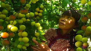 #我的农村生活 （李子）Amazing green plums, made into a delicious dish｜#chinesefood #food 广西 美食 ｜柳州大