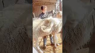 Sheep shearing remove sheep’s wool process