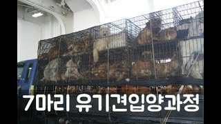 7마리 유기견 입양과정 (멍스튜디오)