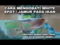 CARA MENGOBATI DAN MENGHILANGKAN PENYAKIT JAMUR BINTIK PUTIH ICH / WHITE SPOT PADA IKAN HIAS LOUHAN