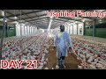 broiler chicken farming growth at 3 weeks day 21