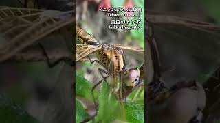 金色のトンボ Golden Dragonfly  insects