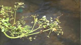 Beautiful Demoiselle damselflies - on a stream in Devon June 2011