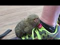 ouistiti pygmée pygmy marmoset apprivoisé