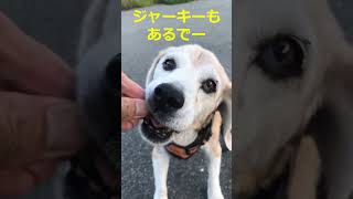 パンとジャーキーで得した気分のおじいちゃんビーグル #ビーグル  #老犬