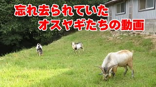 SDカードに取り残されていたオスヤギの動画 2022年9月13日 Goat Farm 手作りヤギ牧場　吉がけ牧場