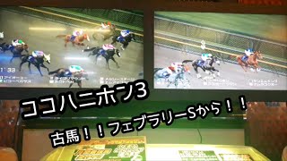 [スタホR] ココハニホン3 古馬！フェブラリーSから！！