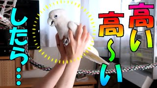 ソロモンオウムたろちゃんに「高い高い」をしたら…　Cockatoo's reaction to being \