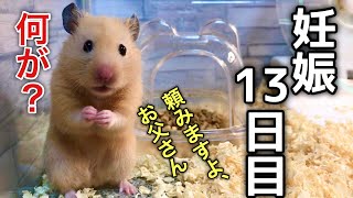 妊娠13日目のハムスター。体重も増え、もうベビー誕生は近い！その時、パパ🐹はいつも通り暮らしていた。