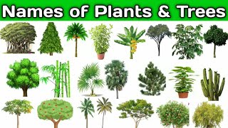 Names of Plants and Trees | Plants Names | Trees Names in English with Pictures | Different types