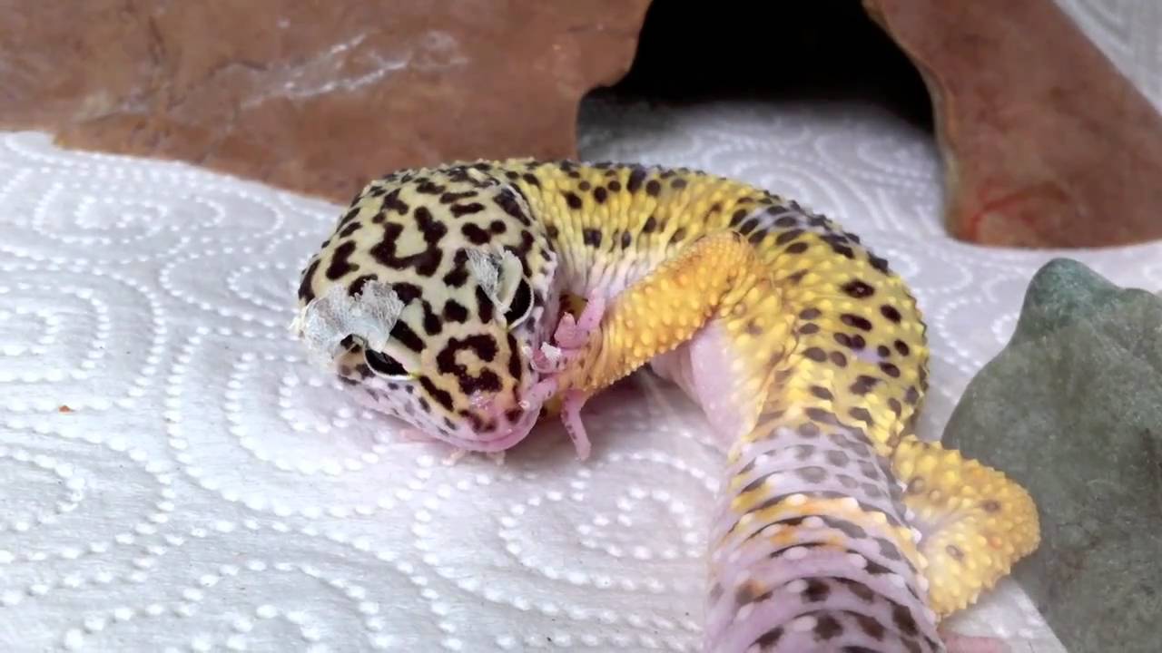 Leopard Gecko Shedding - HD CLOSE-UP - YouTube