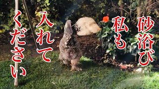 【スクープ映像】新入りにわとりはるちゃんが自分から・・・！！