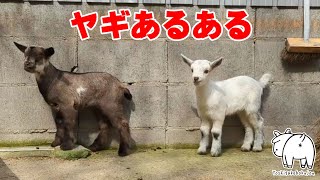 ぶっぶっと言うヤギあるある 2023年3月9日 Goat Farm 手作りヤギ牧場　吉がけ牧場