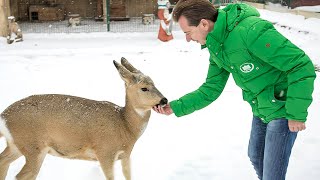 山奥で罠にかかったノロジカを助けた男性。家に連れ帰って丁寧に治療した後、思いがけないことが起こった【感動】