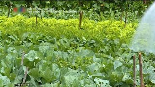 Out of poverty thanks to organic farming model