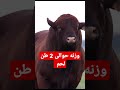 اكبر عجل لحم ف العالم وزنه حوالى 2طن لحم يا ساتر #هاشتاج #short