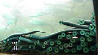 Bonneville Dam Fish Window