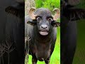 chay biskit lao re cow funny comedy buffalovideo bhains animalsounds shorts