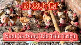 Gà Đông Tảo, Bí Quyết chăn nuôi Gà Tiền Triệu