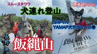 【長野県】標高1,917mの飯綱山で登山！なみくん🐶ヤマップ犬デビュー！！ #登山 #登山犬 #飯縄山