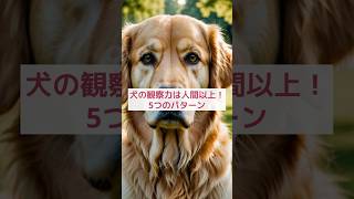 【動物雑学AI】犬の観察力は人間以上！驚きの5つのパターン 🐾 #shorts