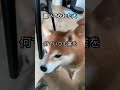 主人に怒る犬 shorts