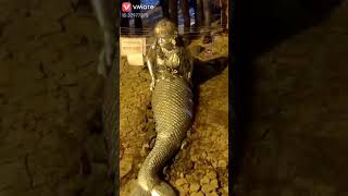A real Golden mermaid of India