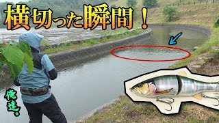 大型ルアーで小さな流れを横切らせると…【告知アリ】