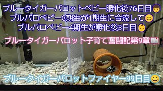 ブルータイガーパロットの産卵間隔が異常😳前回産卵から2週間後にまた産卵😅