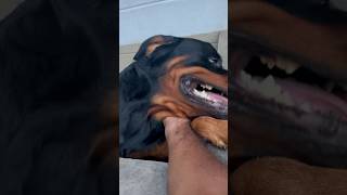 අපි මුස්ලිම් බල්ල අල්ලන්න බැ... #sakabimi #rottweiler