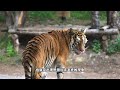 如果體型一樣，貓能否打敗老虎，虎落平阳被犬欺！ nature wildlife animal tiger animals