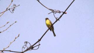 アオジの鳴き声　Black-faced Bunting is singing.