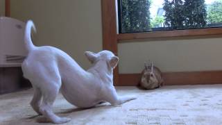 【部屋に出したうさぎに チワワが反応】 Chihuahua barking in rabbits gave the room