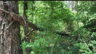 Heavy Rain, Saturated Soil Impacts Trees