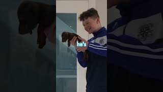 Surprising Little Brother with new PUPPY! 🐶🥺 #shorts