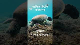 শুধু সামুদ্রিক কাছিমদের জন্যই যে উৎসব #tortoise #worldturtleday #dwnews #prothomalo