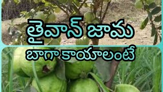 How to fertilize #thaiwan guava plant# care# .. తైవాన్ జామ పెంచడం ఎలా ఫర్టిలైజర్స్ అండ్ పెస్టిసైడ్స్