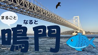 鳴門に来たので渦潮と魚を食べてみた。あ、渦潮食べたみたいになってるけど渦潮は食べてません。（大将の鳴門のお魚豆知識つき）