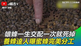 雄蜂一生只交配一次就死掉　養蜂達人曝蜜蜂完美分工｜三立新聞網SETN.com