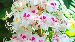 Flower medicine/white chestnut uses in tamil