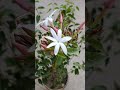 Wild jasmine or Jasminum multipartitum plant short video.