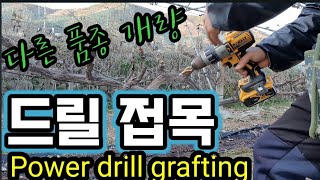 드릴 접목법으로 포도품종 갱신해볼까요! Power drill grafting