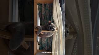 宇宙船で寛ぐ兄猫with乱入してくる弟猫　　#cat#catlover #cats #kitten #cute #猫#猫動画 #猫のいる暮らし #猫好きさんと繋がりたい #猫のいる生活#ねこ#子猫