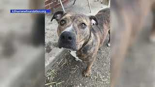 Meet Cindy Lou, a dog in Kankakee who has been waiting 6 years to be adopted