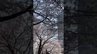 満開の桜〜バーチャルお花見気分〜