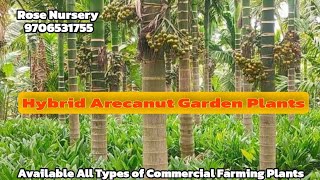 Hybrid Arecanut Plant #arecanutfarming #arecanut #hybridArecanutPlant #arecanutcultivation