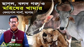 401- বেনাপোল সীমান্তে উন্নত জাতের ছাগল, মহিষ ও বলদ গরুর খামার । শার্শা,যশোর ।চিত্রপুরী কৃষিচিত্র ।