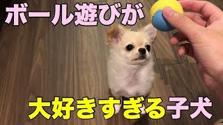 🔴ボール遊びが大好き過ぎる子犬チワワ【みるく】【可愛い】【dog】【puppy】