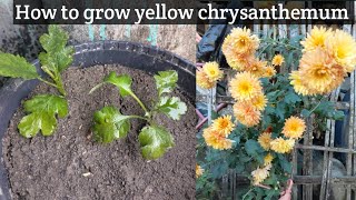 How to grow yellow chrysanthemum from cuttings, fast and easy.#chrysanthemumflowers #flowers