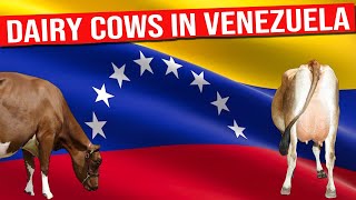 🔴 Dairy Cows in Venezuela A Journey into Dairy Production ✅ Biggest Bulls And Cows